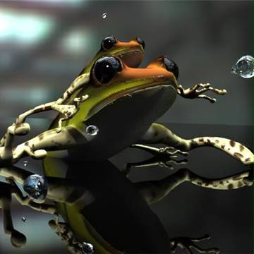 蛙の親子