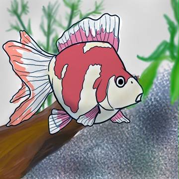 金魚