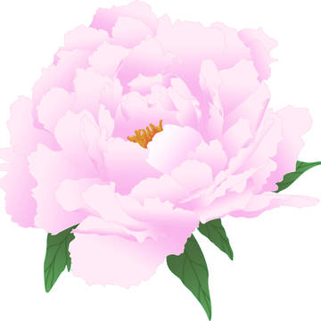 【データ配布】牡丹の花