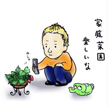 まさヤングいちごを育てる