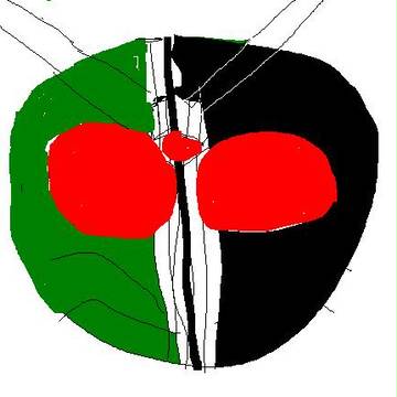 ｗ