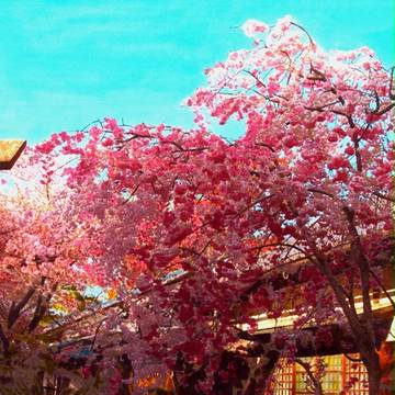 桜のある庭