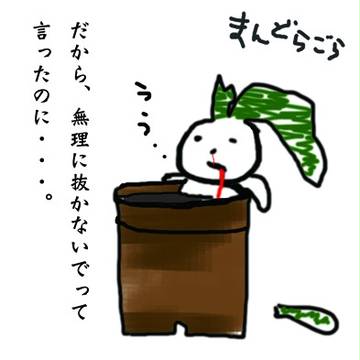 マンドラゴラ。
