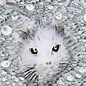 ねこ