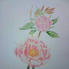 三月の茶花　牡丹