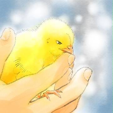 ひよこ