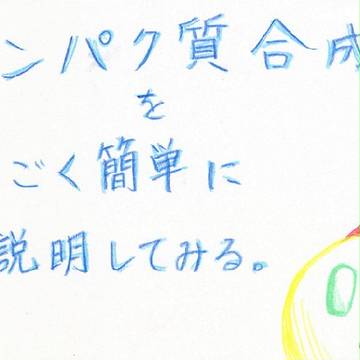 タンパク質の合成を簡単に説明してみる。
