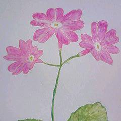 四月の茶花　桜草