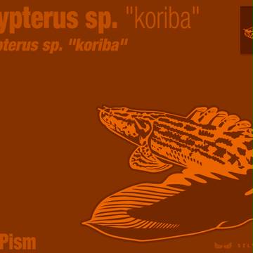 Polypterus sp. "koriba"