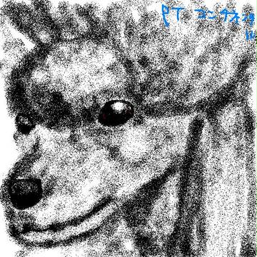 プードルのアップ
