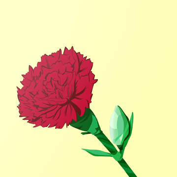 カーネーション
