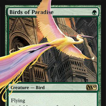 極楽鳥/Birds of Paradise