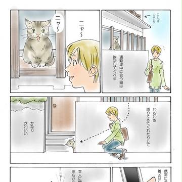 通勤途中にいる猫