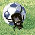 サッカーするスカラベ