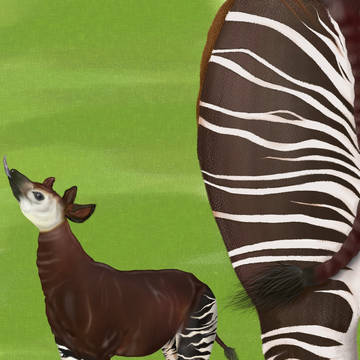 世界４大珍獣オカピさん