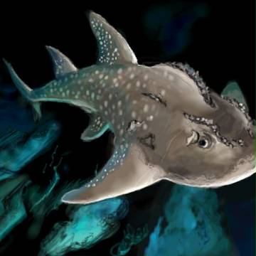 シノノメサカタザメ
