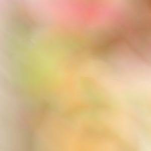 涕目で見た落ち葉