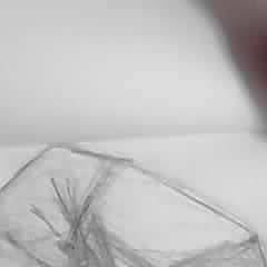 コオリコオロギ