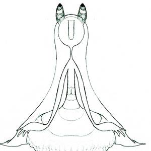 レウコクロリディウム