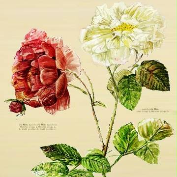 植物図鑑