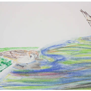 Birds and water
