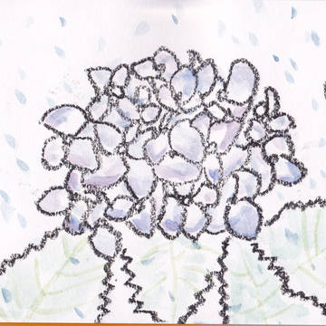 紫陽花