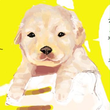 わんこ