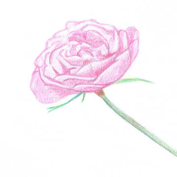 【初投稿】薔薇を描いてみた