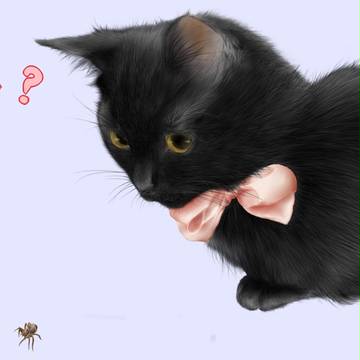 蜘蛛 VS 黒猫