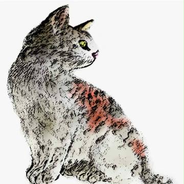 錦猫