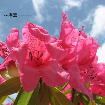 小説「囮～序章」表紙