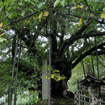 神代桜(糞補正+加工)