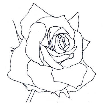 薔薇　線画ラフスケッチ　（色塗り練習、素材向き）