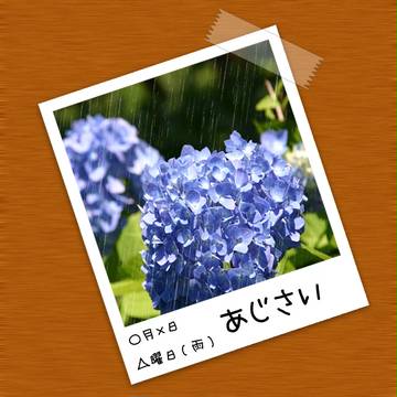 梅雨×山下×あじさい