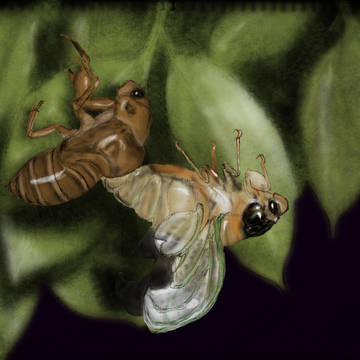 ImageBoard_01