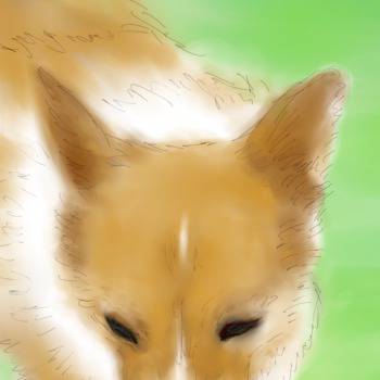 うちの犬