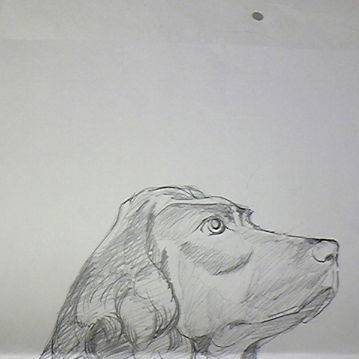 犬