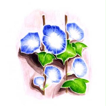 朝顔