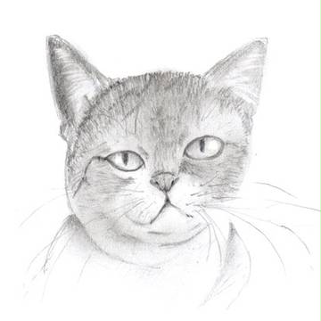 猫　模写