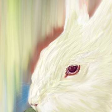 ウサギ
