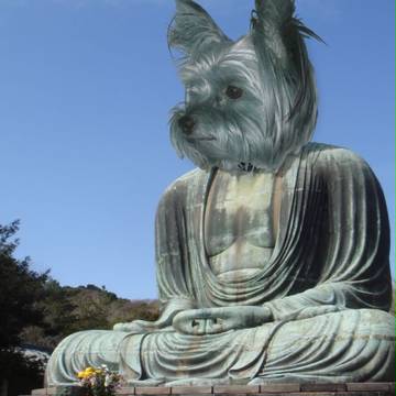 鎌倉の大仏犬
