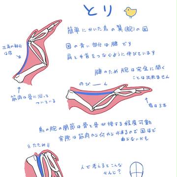 羽についていろいろ
