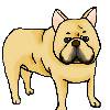 きょうのわんこ１