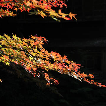 今年の紅葉