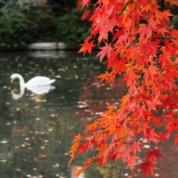 紅葉と白鳥
