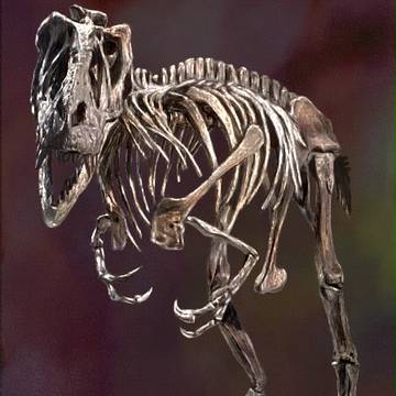 ホネ
