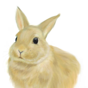 卯
