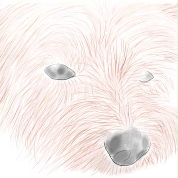 犬