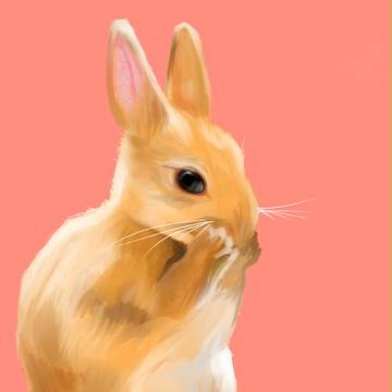 うさぎ