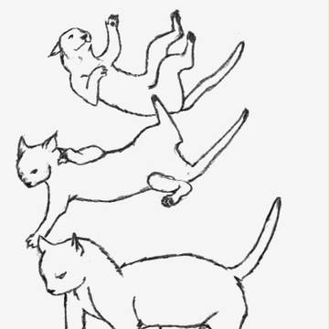 着地ねこ